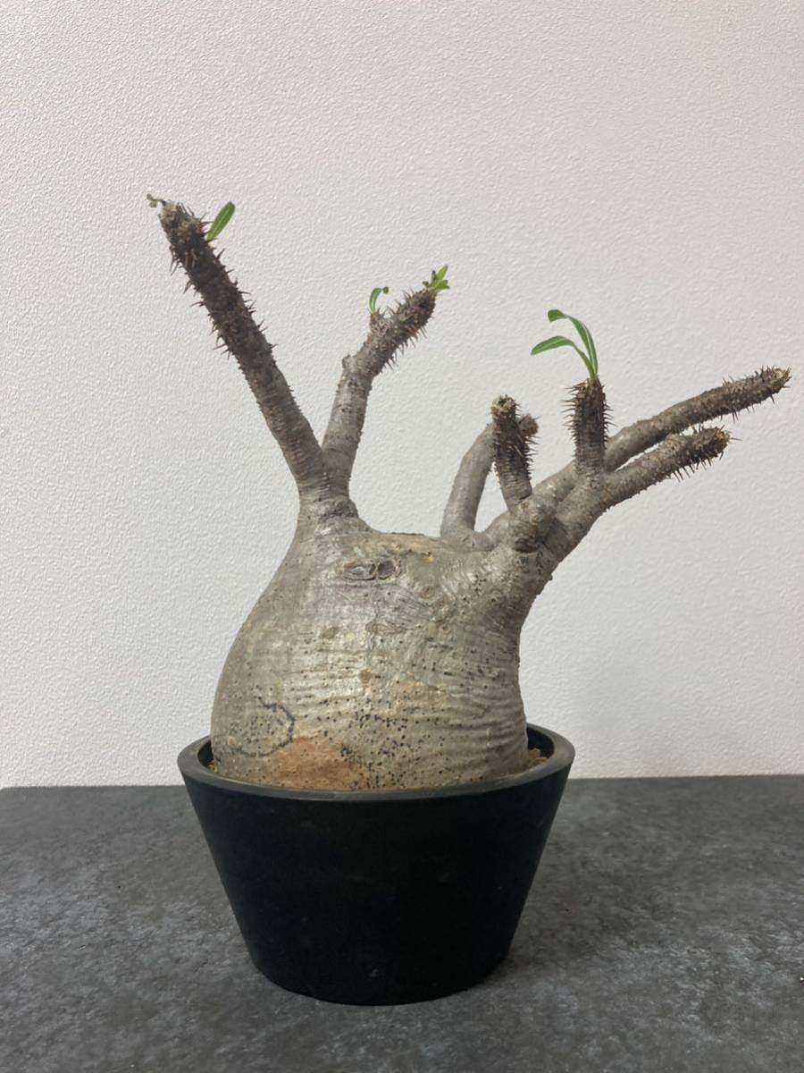 パキポディウム グラキリス 発根管理中