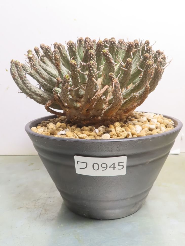 ユーフォルビア・フスカ（Euphorbia fusca）の紹介 – ゆるぷ
