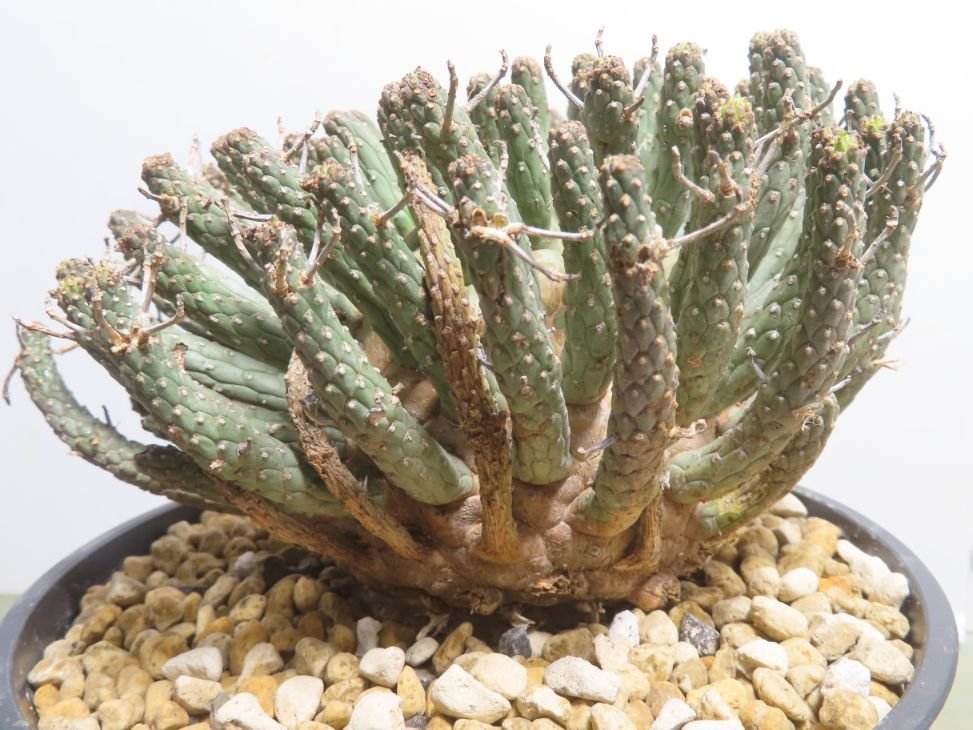 ユーフォルビア・フスカ（Euphorbia fusca）の紹介 – ゆるぷ