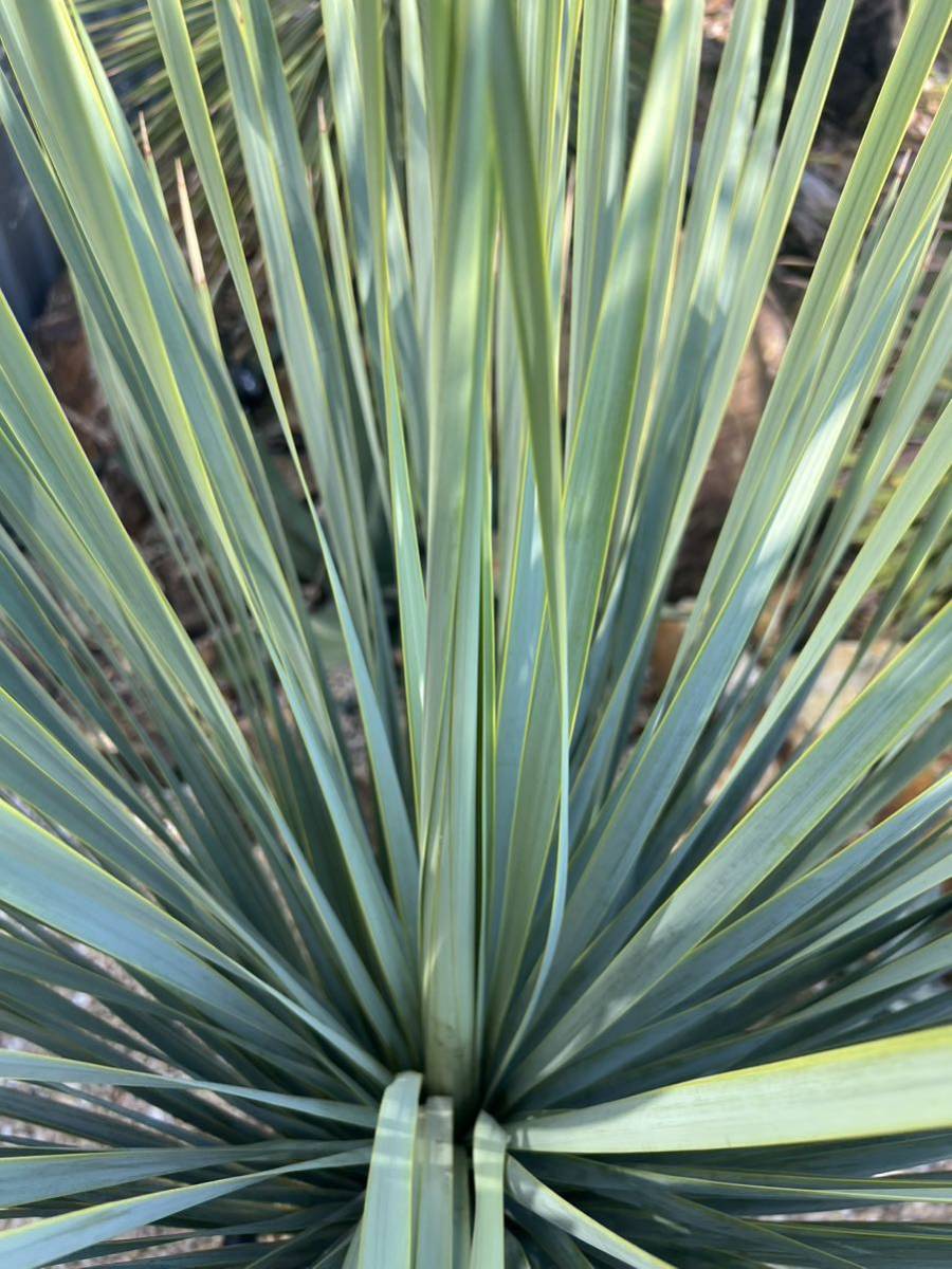 ユッカ ロストラータ Yucca rostrata ③タイ産Special selection 特大