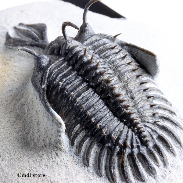 高品質 Walliserops Lindoei モロッコの三葉虫化石