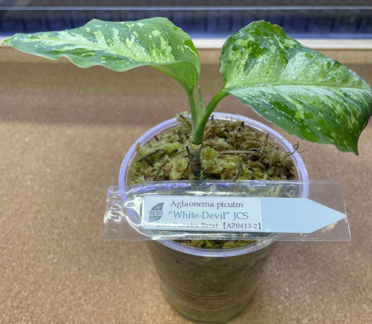 ホワイトデビル アグラオネマ Aglaonema ピクタム - Yahoo