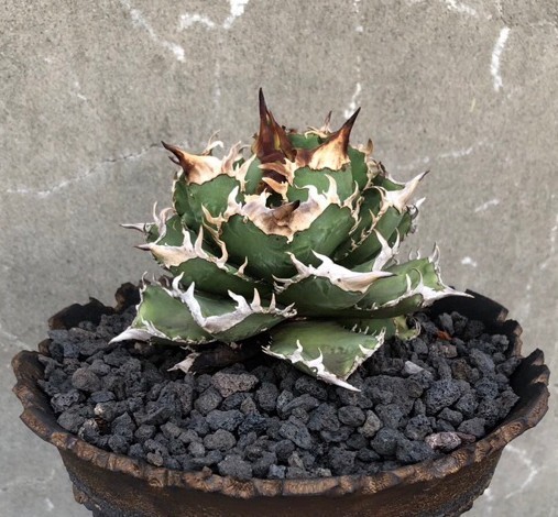 AGAVE TITANOTA 皇冠 クラウン アガベ チタノタ GOLD PLANTS MARKET 1