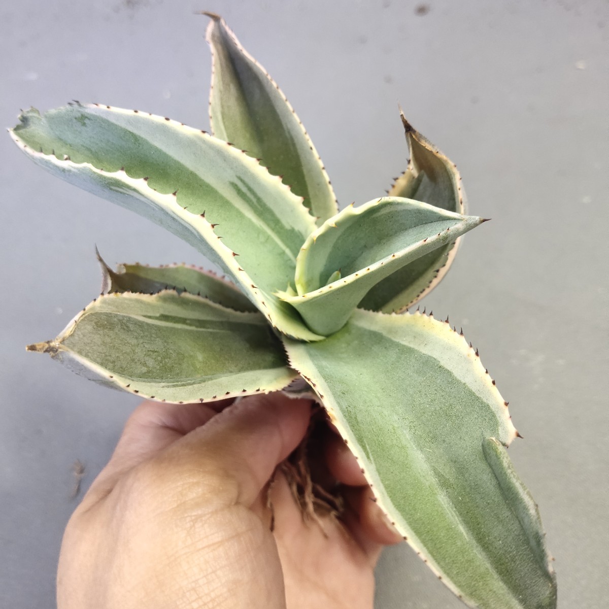 A445 アガベ チタノタ agave サルミアナ リップルエフェクト復輪錦