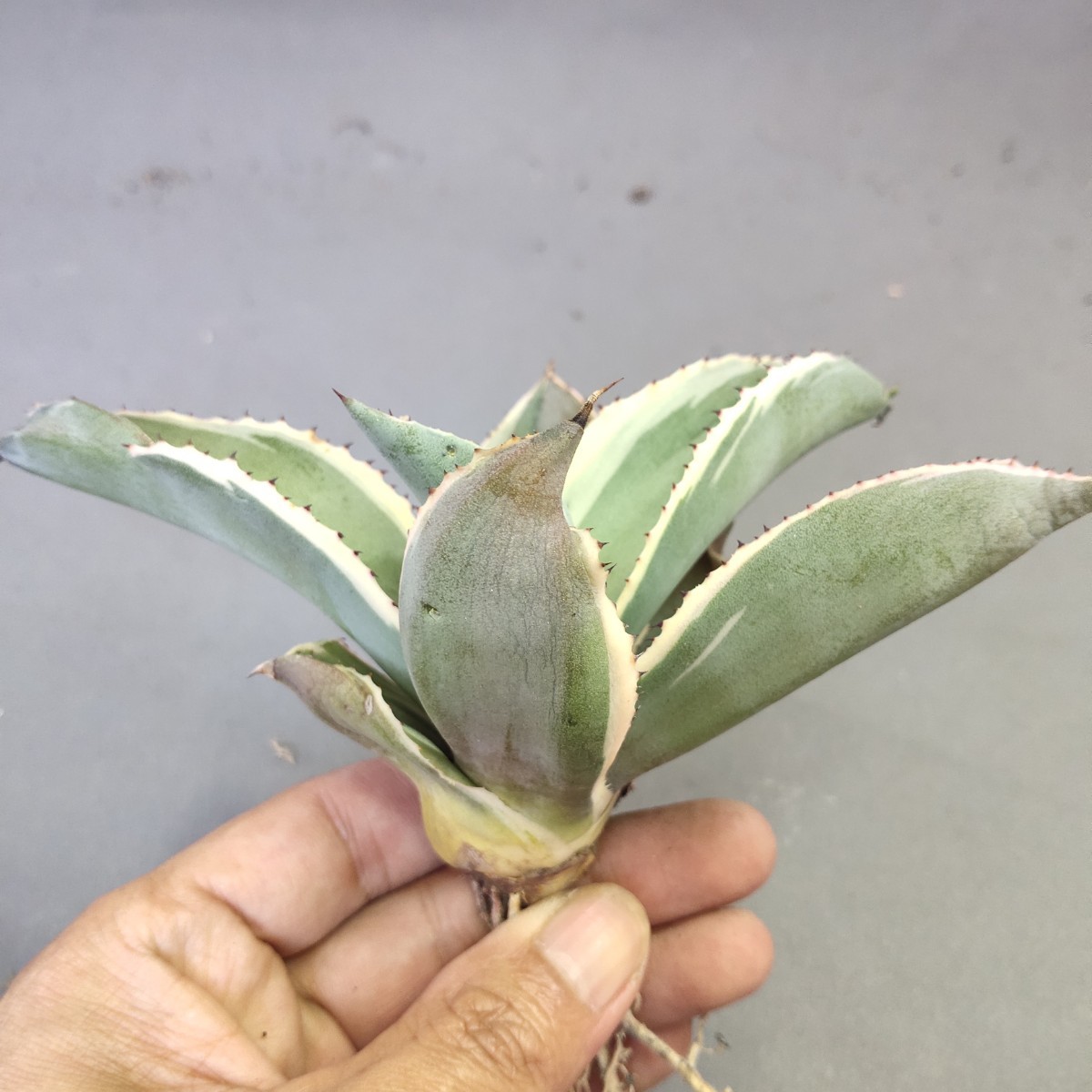 A445 アガベ チタノタ agave サルミアナ リップルエフェクト復輪錦