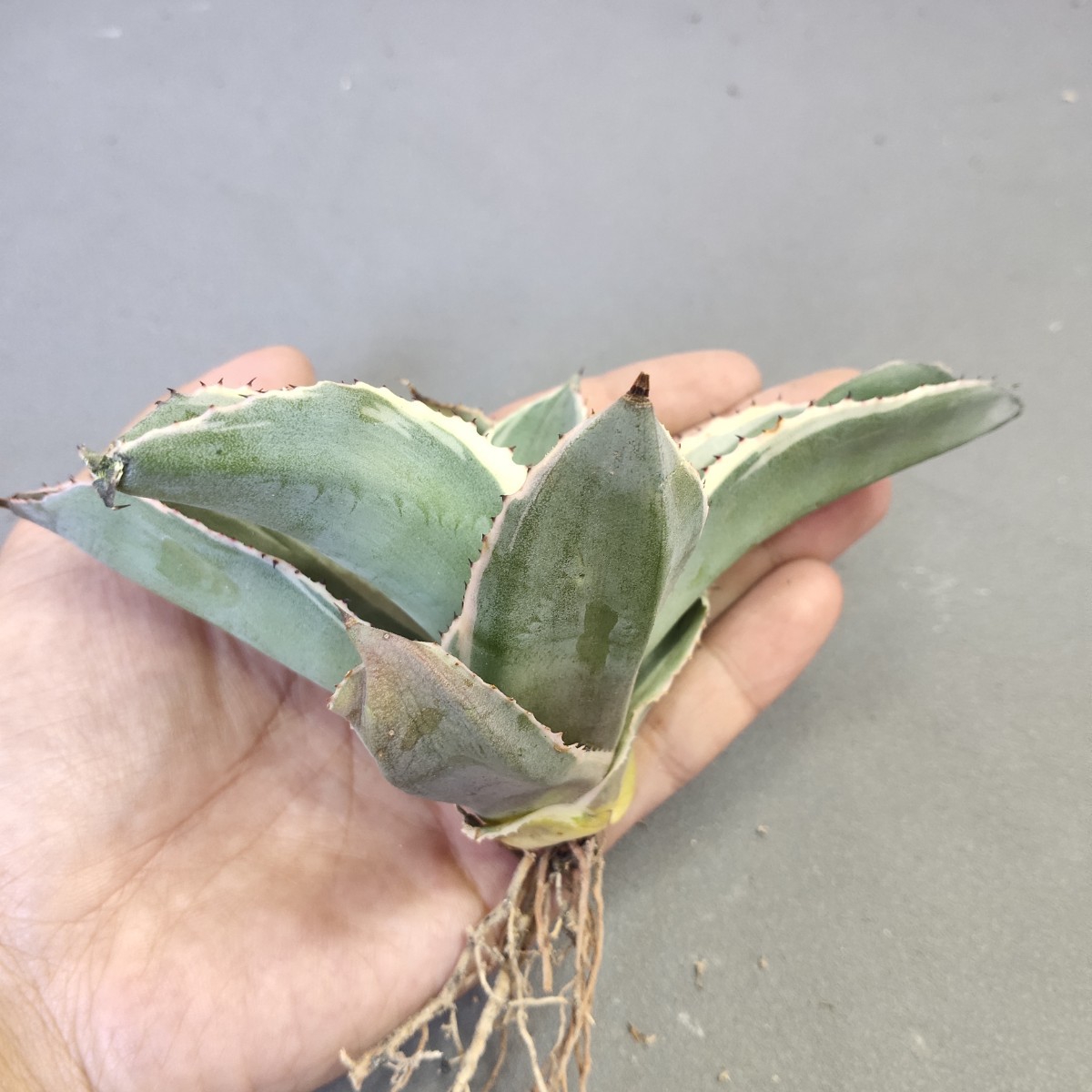 A445 アガベ チタノタ agave サルミアナ リップルエフェクト復輪錦
