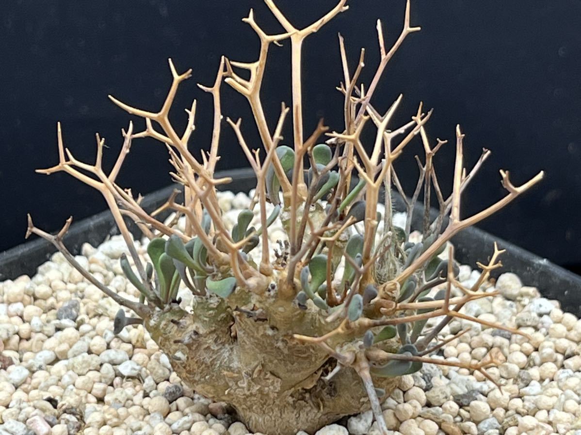 多肉植物　オトンナ ユーフォルビオイデス コーデックス　サボテン　冬型　大株　塊根植物貴重植物特性独一無二　③