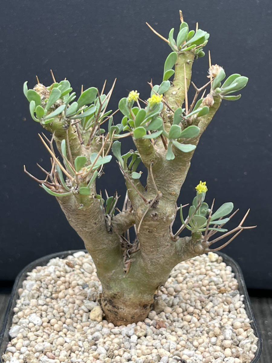 多肉植物　オトンナ ユーフォルビオイデス コーデックス　サボテン　冬型　大株　塊根植物貴重植物特性独一無二　11高さ10センチぐらい