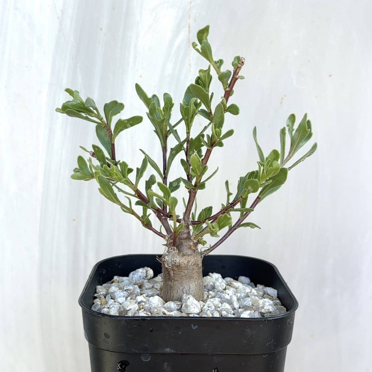 オトンナ アルボレッセンス 実生 Othonna arborescens / 多肉植物 塊根植物 灌木