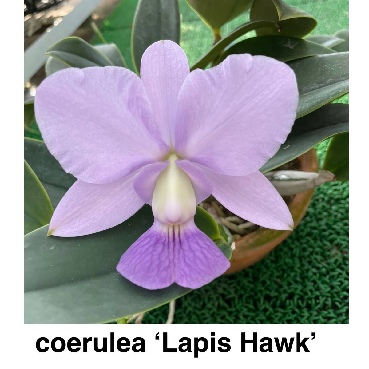 coerulea walkeriana 洋蘭原種 カトレア 洋蘭 原種 C C. Cattleya OG