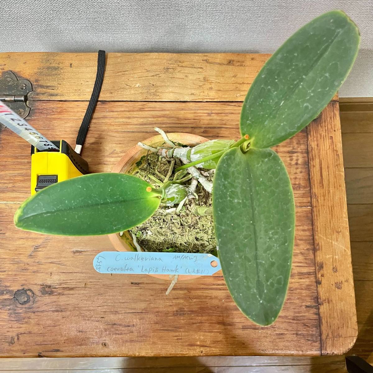coerulea walkeriana 洋蘭原種 カトレア 洋蘭 原種 C C. Cattleya OG