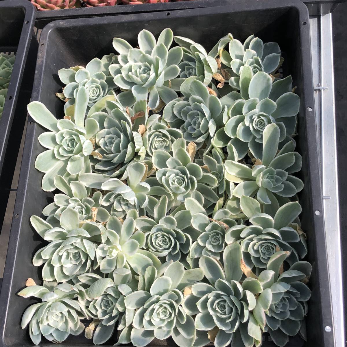 多肉植物24個 1121-D189 レモンローズ錦 *送料調整 入札前に確認