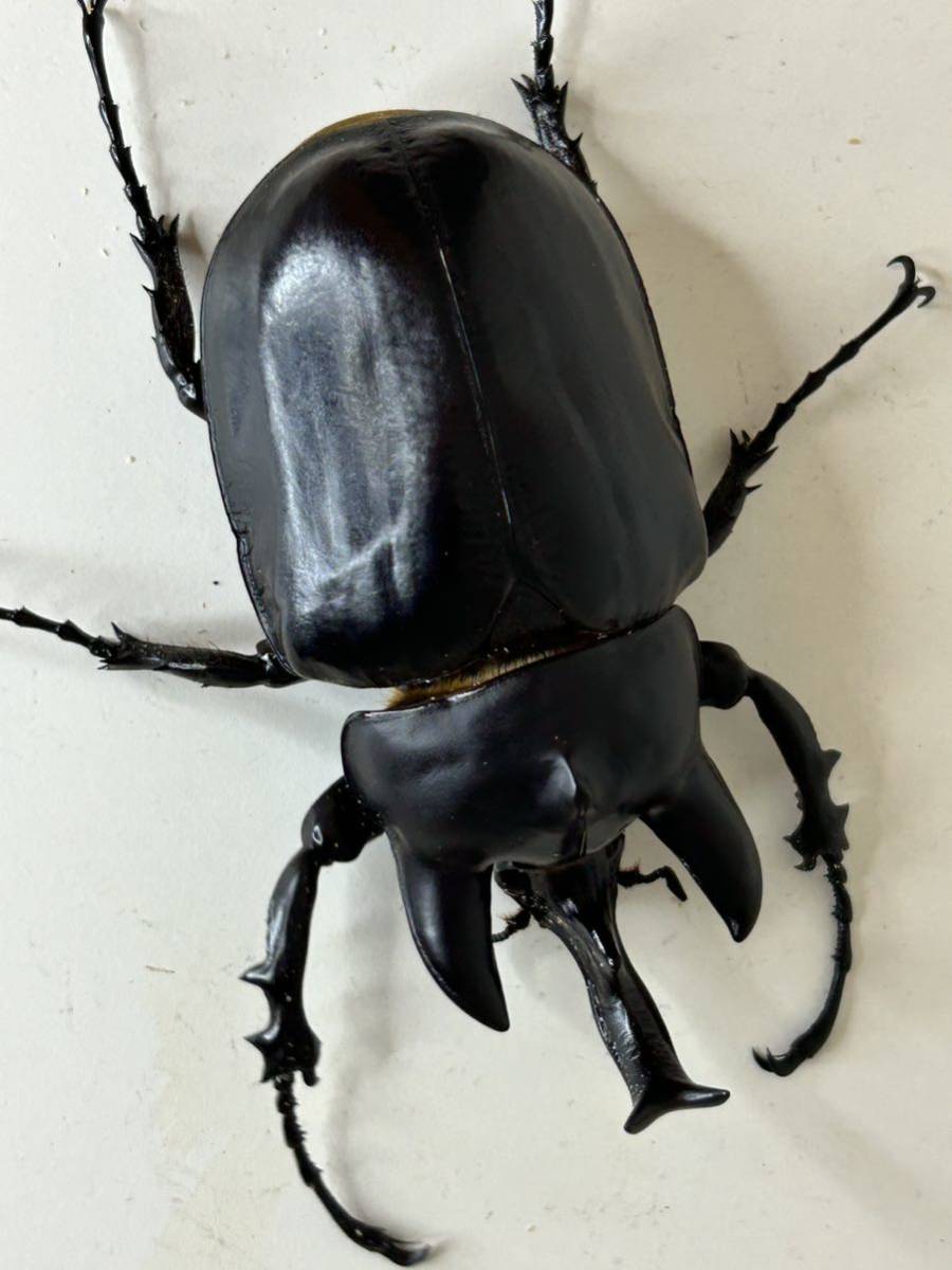 TGR テクニクス セロー250 フロントフォーク 豊富な，2025 GEAR