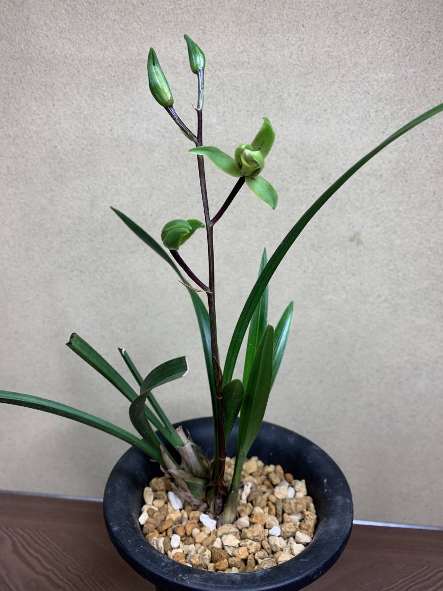 紀州寒蘭　玉金剛　開花中