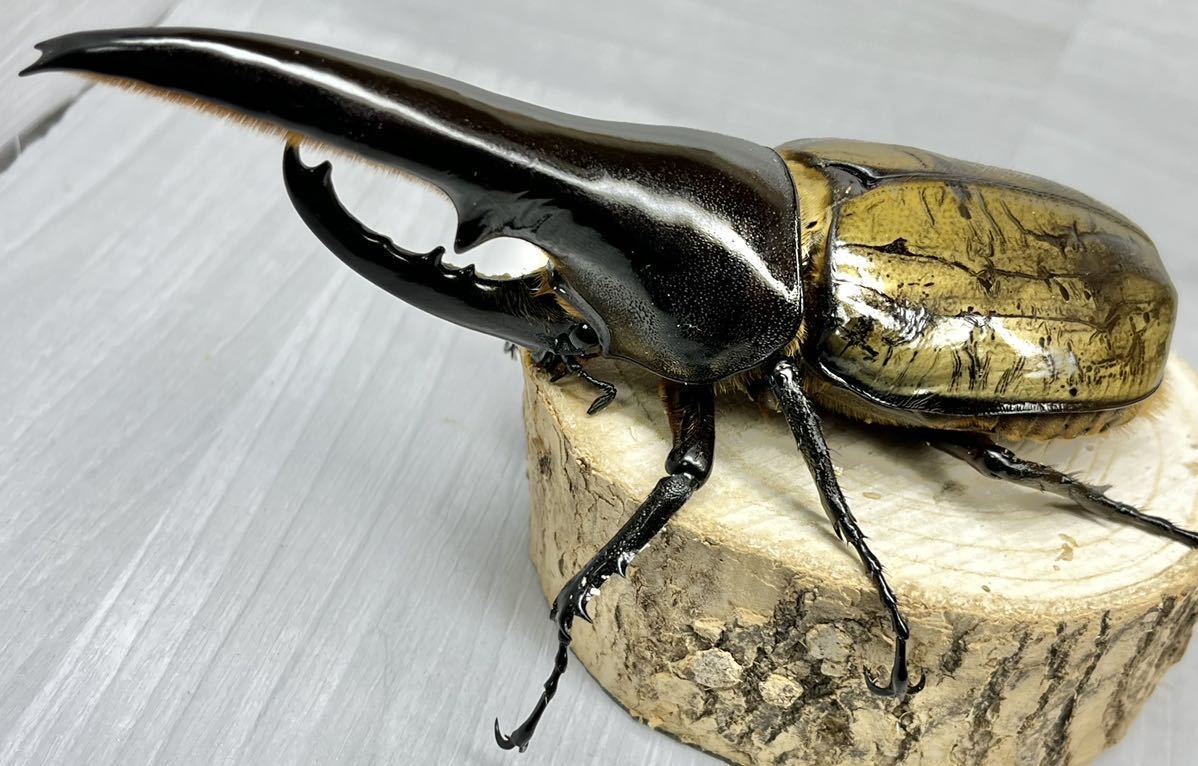 【BULL血統 ♂132mm中間突起幅14.7mm ♀×3匹 計4匹 DH.ヘラクレス 極太極短血統】