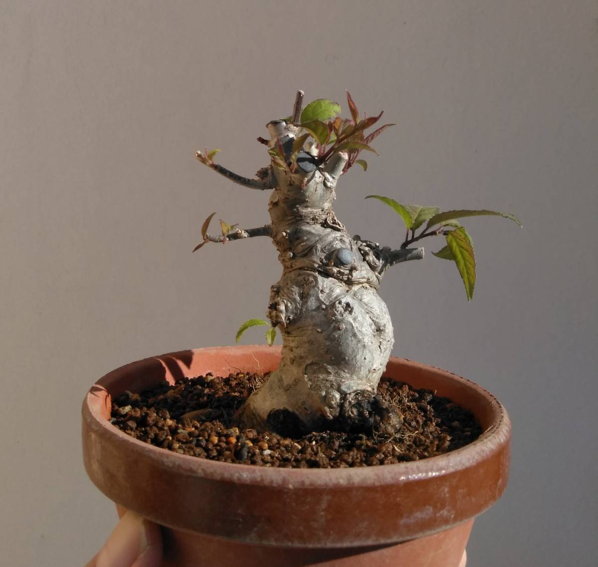 梅もどき 小品盆栽 樹高10cm 超極太 構えの良い模様木 ウメモドキ 梅擬！！