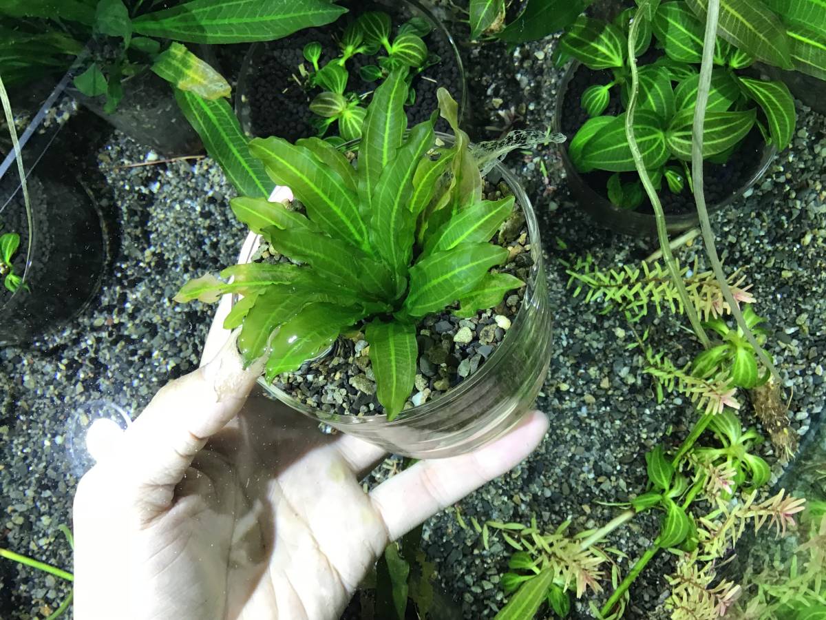 エキノドルス サイサリス Rio ItuRio Uruguay【AZ1110-18RS】