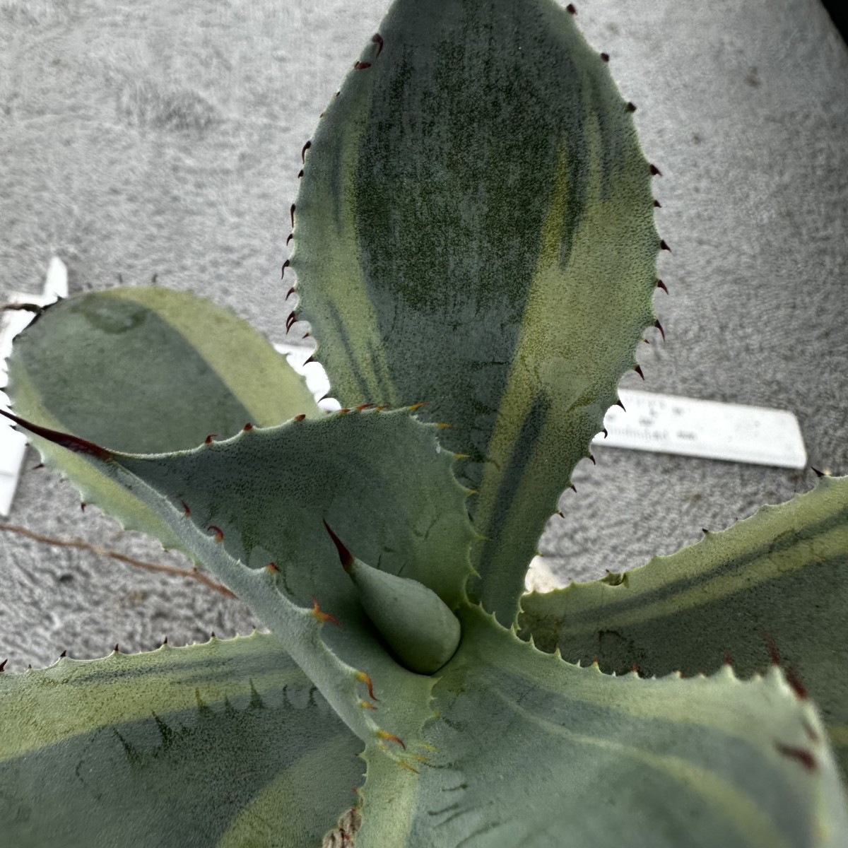 B23 オバティフォリア オルカ 稀少株 アガベ チタノタ 多肉植物