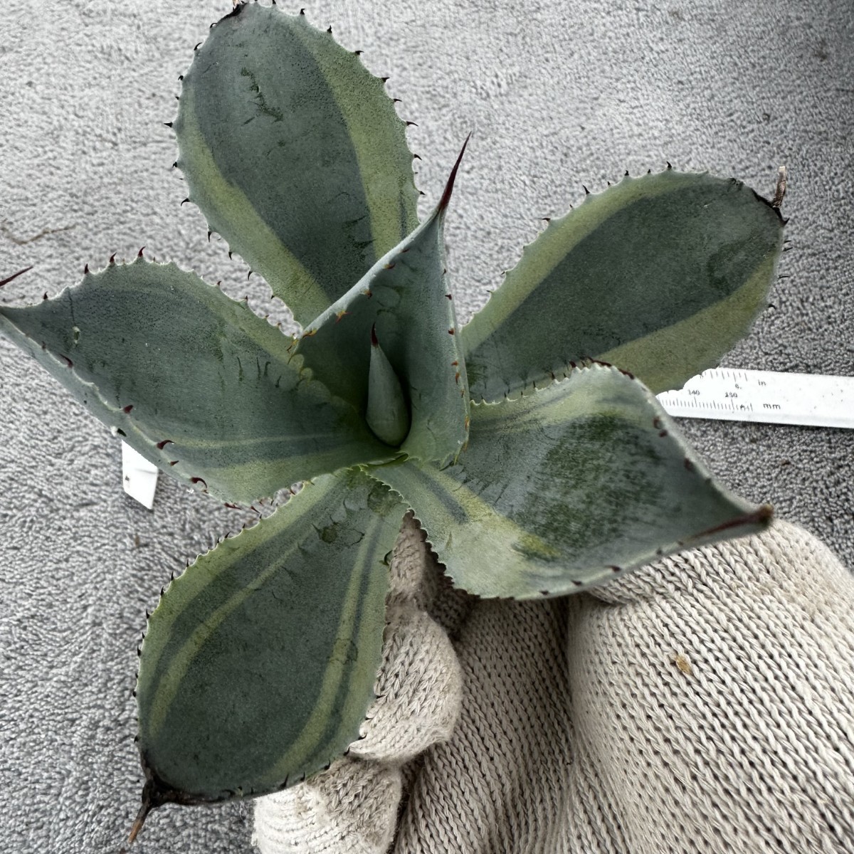 B23 オバティフォリア オルカ 稀少株 アガベ チタノタ 多肉植物