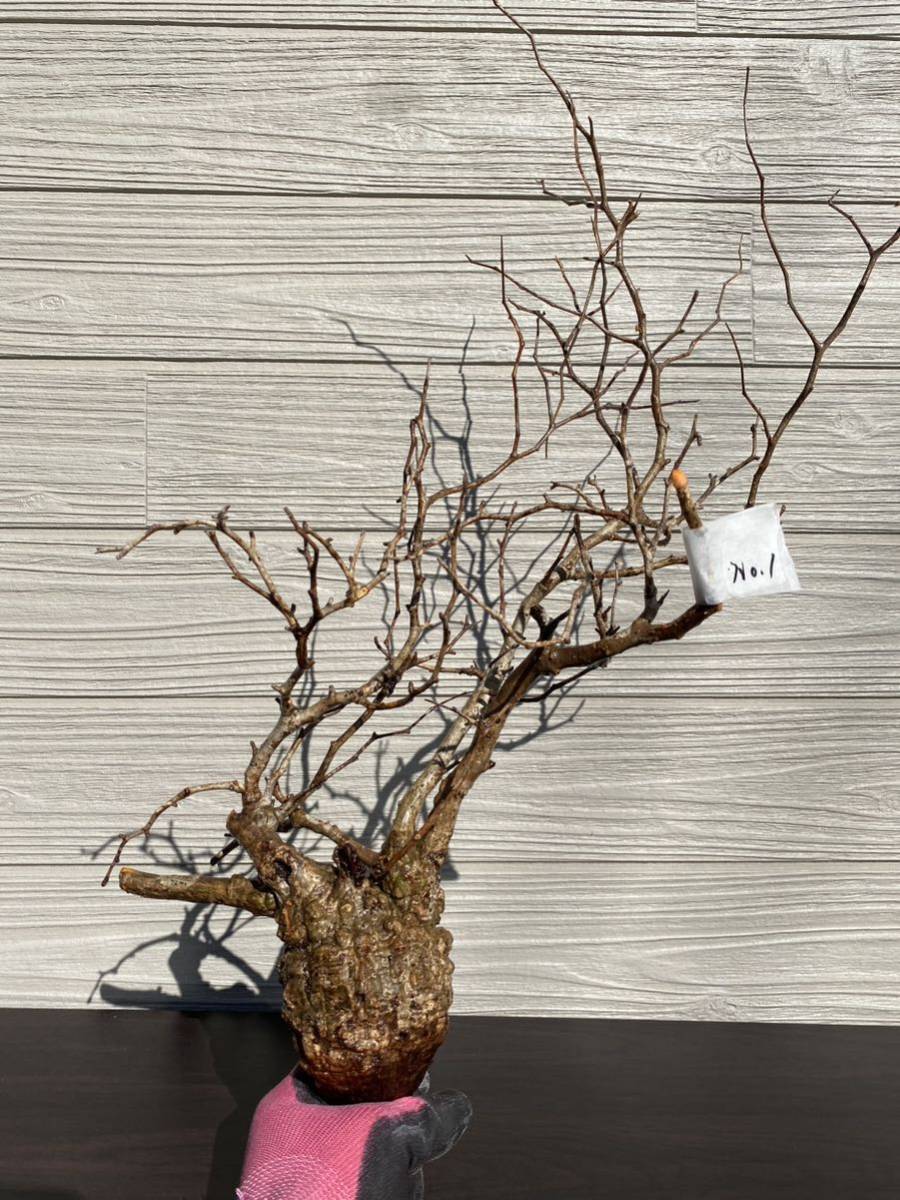 2025年9月10日輸入分 新鮮株①オペルクリカリア オペルクリ