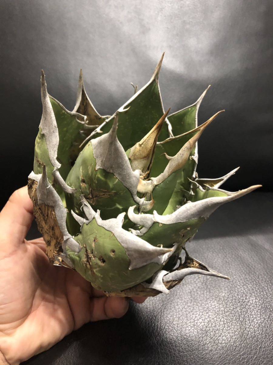 烈焔】台湾 Agave titanota アガベ チタノタ