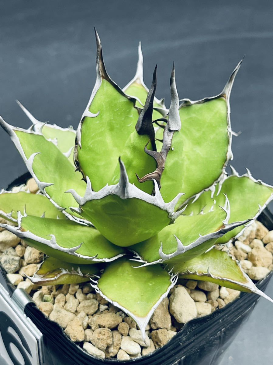 6. アガベホリダ Agave horrida 実生株 (鉢9cm) アガベ Agave