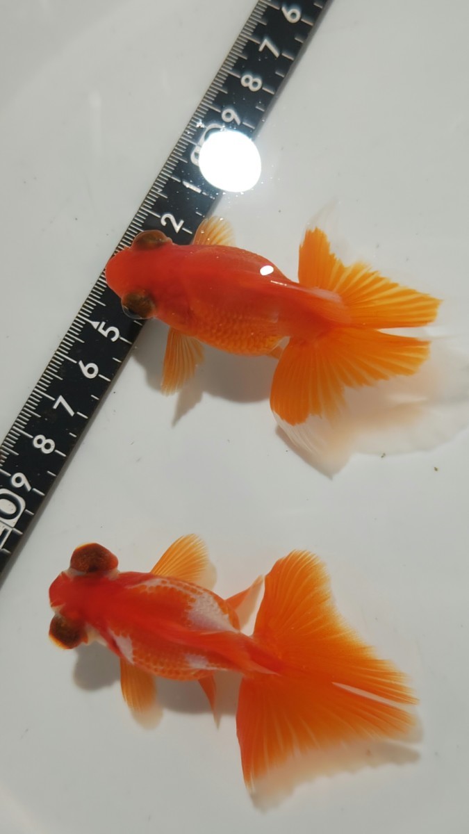 ③ 蝶尾 当歳2匹セット 12月3日(日)発送