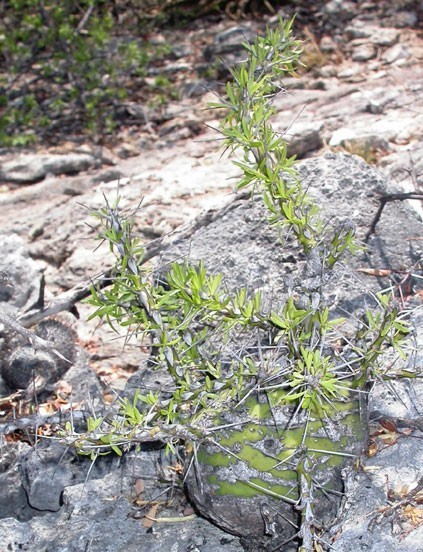 Fouquieria purpusii フォークイエリア プルプシー 10粒 種子