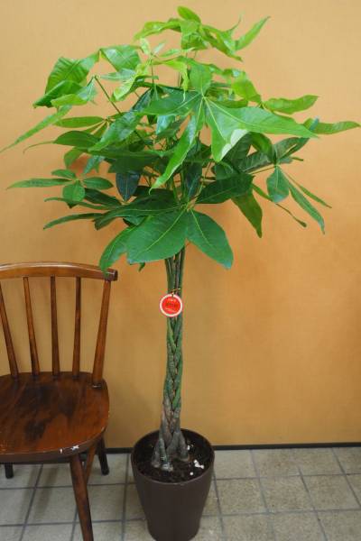 卸価格!!　観葉植物　パキラ　ねじり　8号鉢　約140cm　3