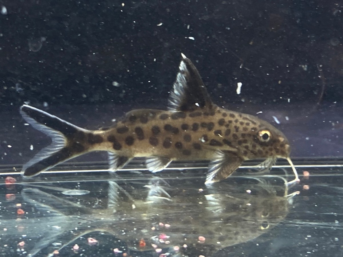 wild シノドンティス・ムルティプンクタータス 翌日着エリア限定