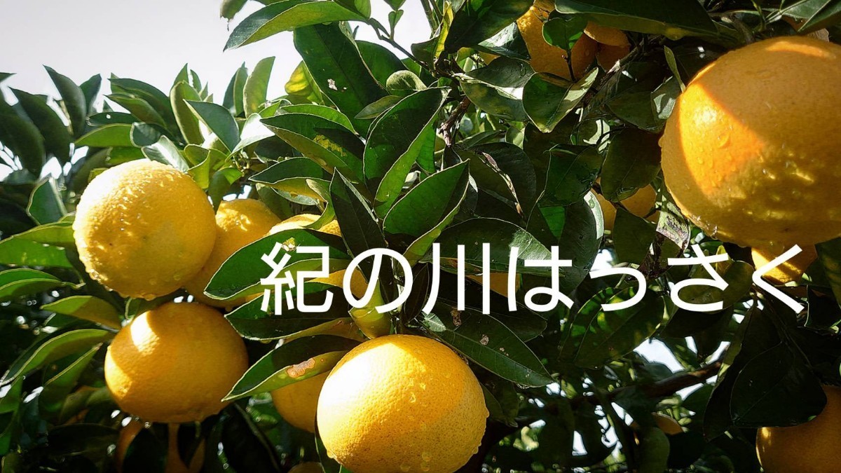 和歌山県産　はっさく　八朔　訳あり　ご家庭用　無農薬　減農薬　柑橘　１０キロ