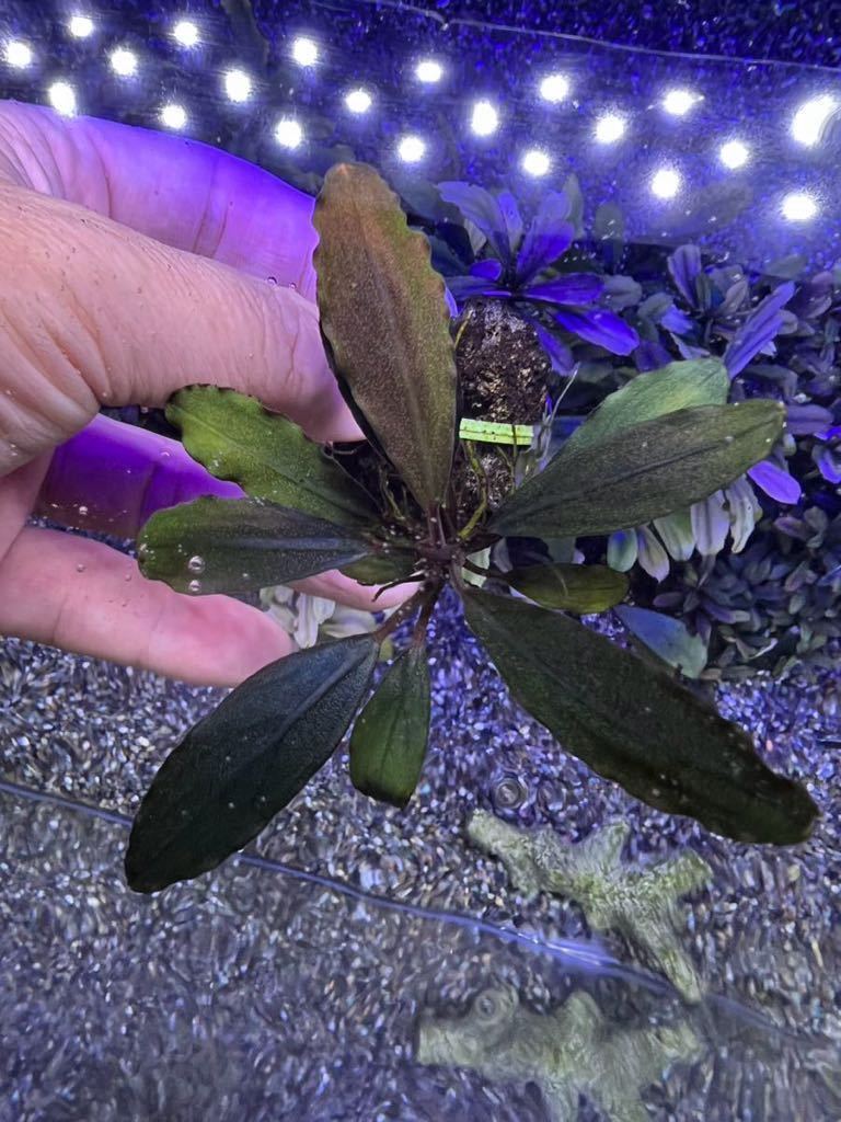 専用YEEZY様】Bucephalandra 【公式通販】