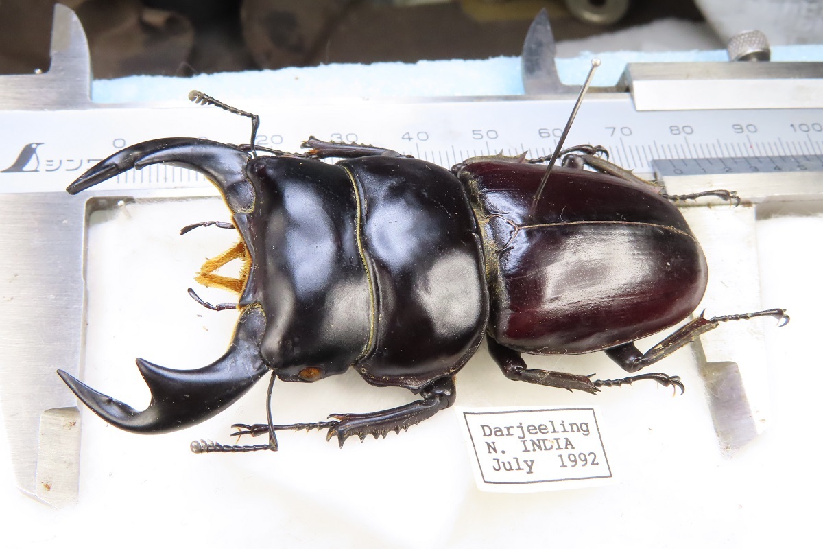 虫研】貴重種☆インドアンタエウスオオクワガタ76.1㎜☆ クワガタムシ