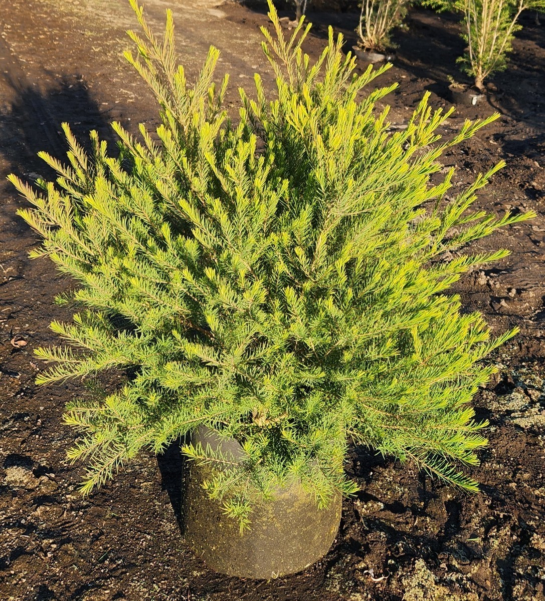 ティーツリー　メディカルティーツリー