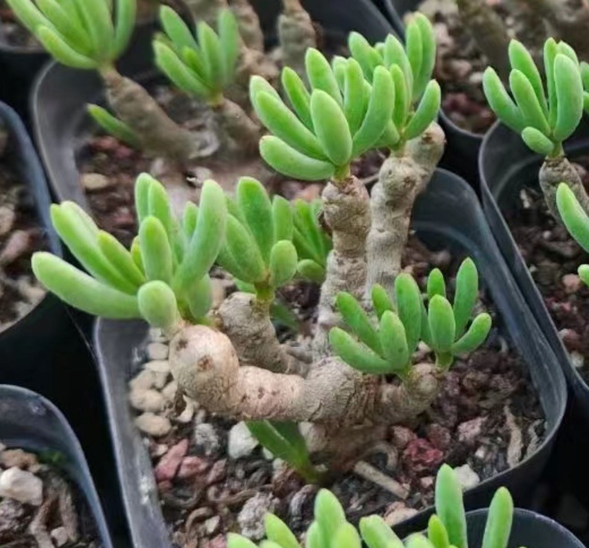 S643 塊根植物 希少サボテンチレコドン デシピエンス Tylecodon decipiens Grootmis 特選3株