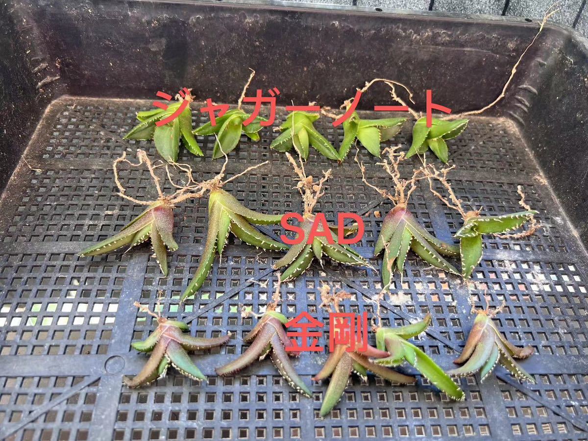 アガベ SAD 5株セット② C-56アガベ【特選】 多肉植物 チタノタSAD南アフリカダイヤモンド5株+