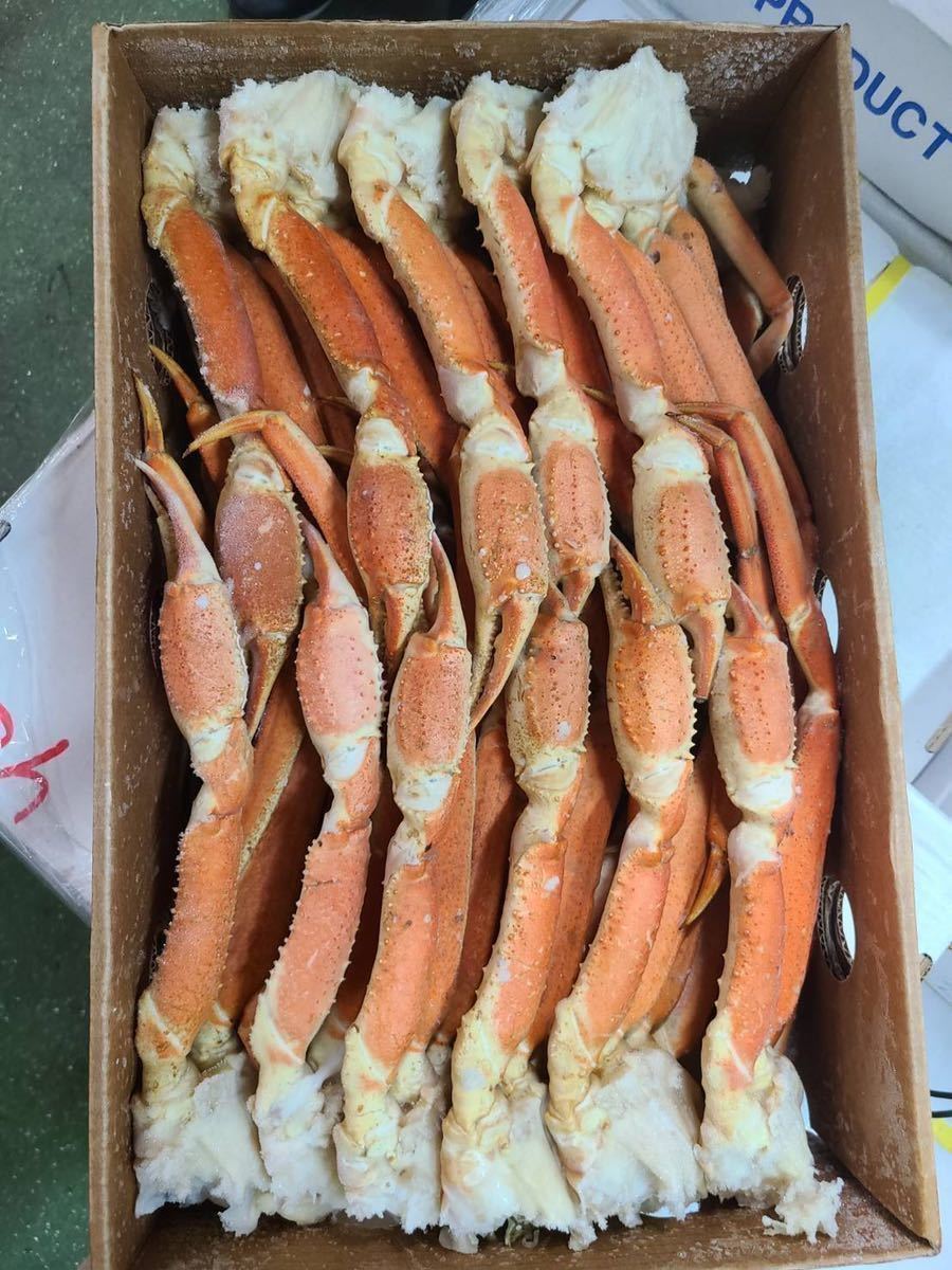 特大　ズワイガニボイル　ずわい蟹　1肩300g〜350g業務用　ロシア産　3L10kg 30肩程度　冷凍_1