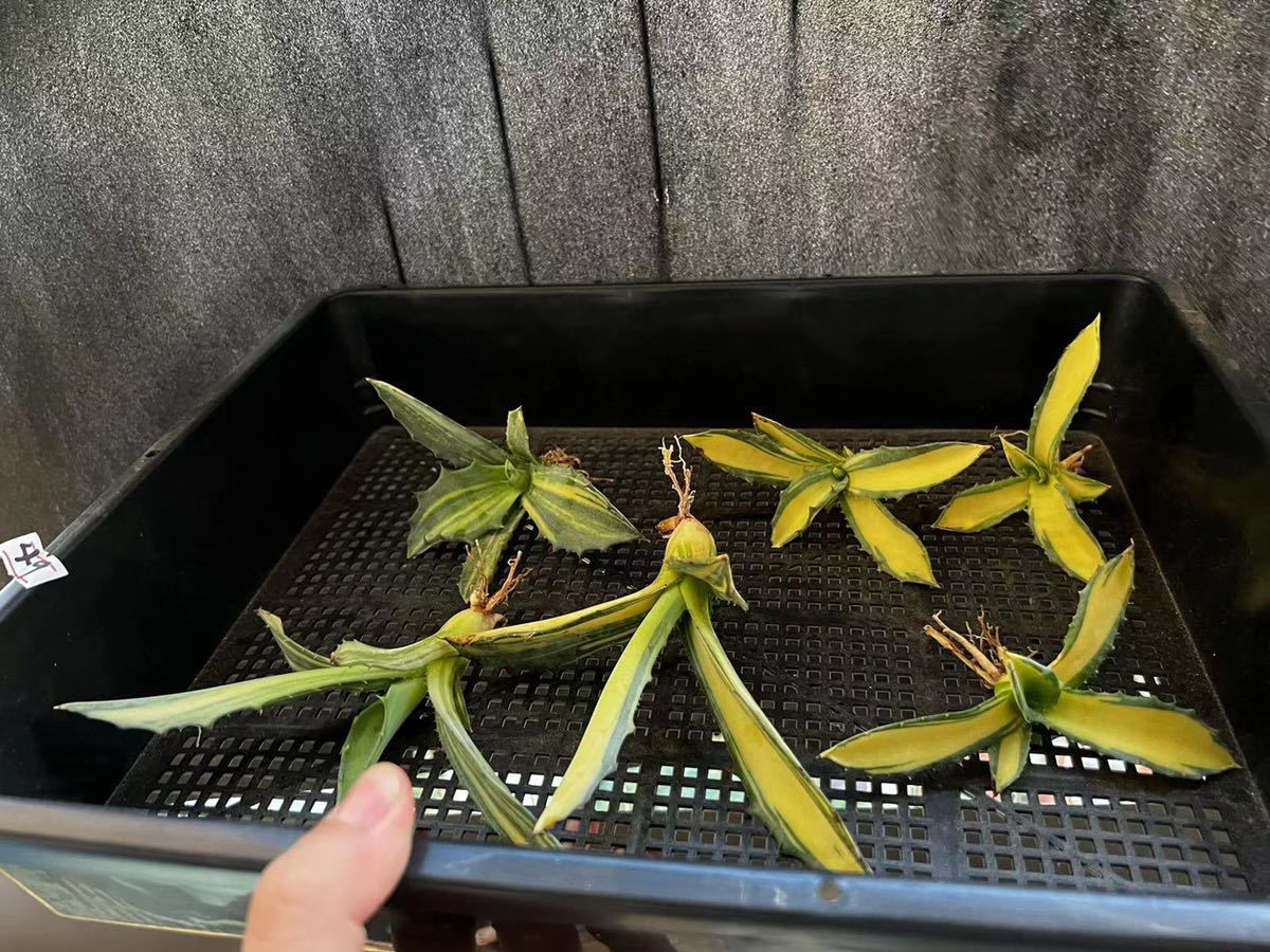 フェロックス 多肉植物アガベ 錦極上カツト大株 (観葉植物) Yahoo