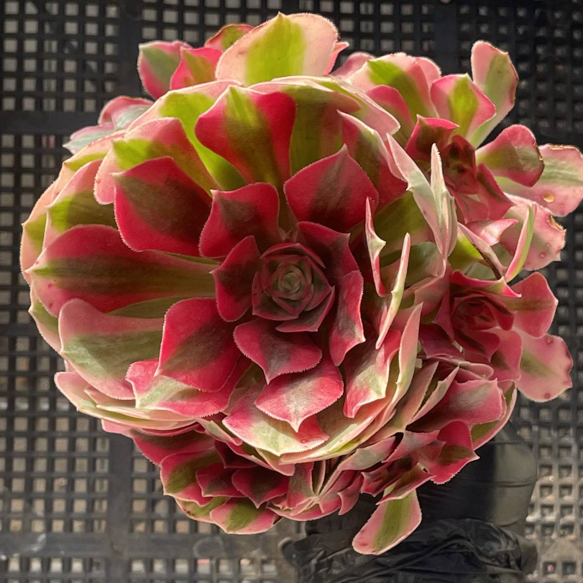 20株 F2-4多肉植物 エケベリア ピンクウィッチ 超美苗 サボテン 観葉植物 花 園芸　レア種 