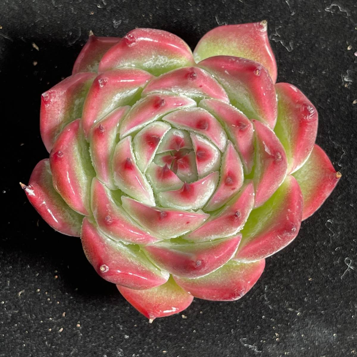 24株 H16-2多肉植物 エケベリア チワワ 超美苗 サボテン 観葉植物 花 園芸　レア種 