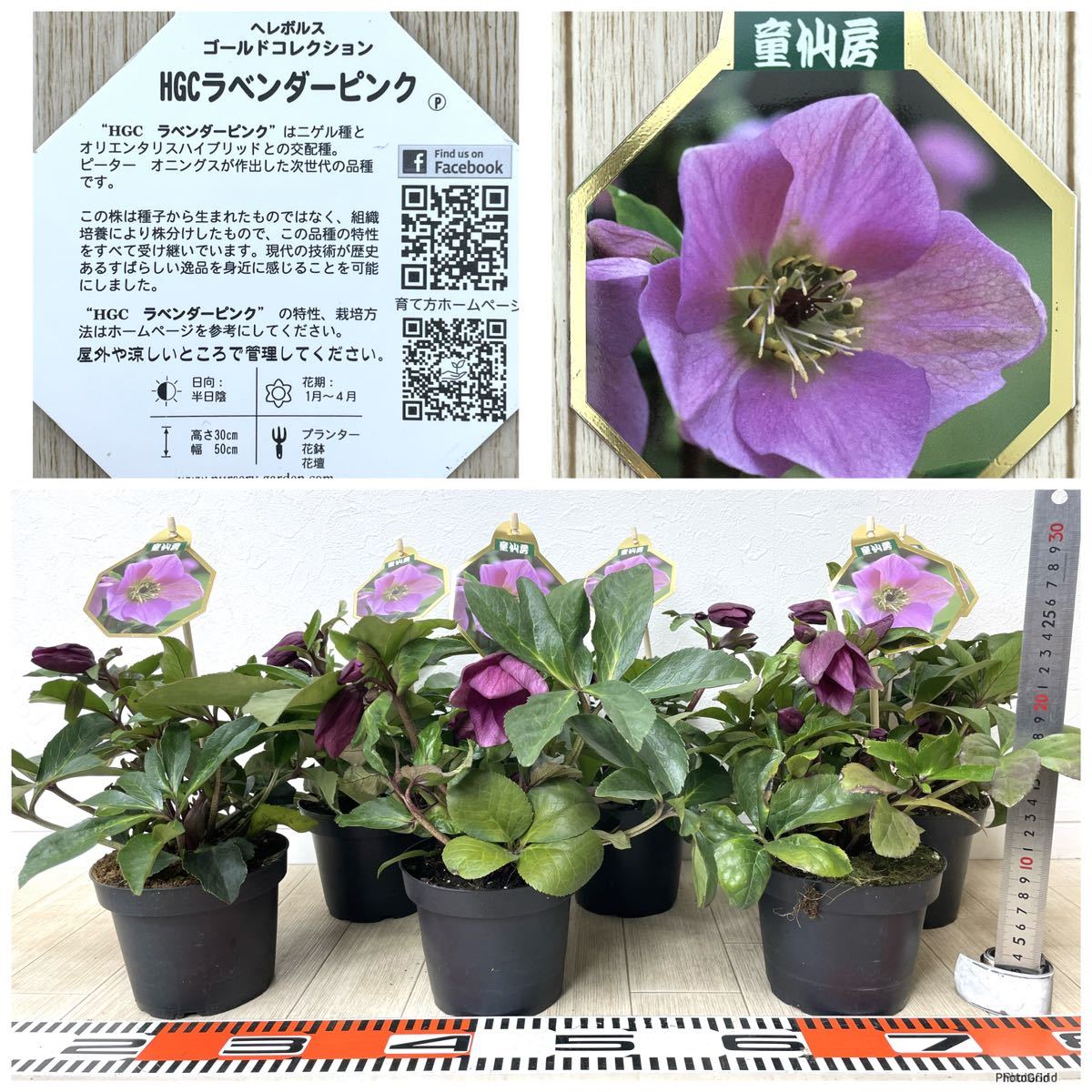 【クリスマスローズ（HGCラベンダーピンク　童仙房ナーセリー）6鉢セット　4.5号　現品　送料無料】