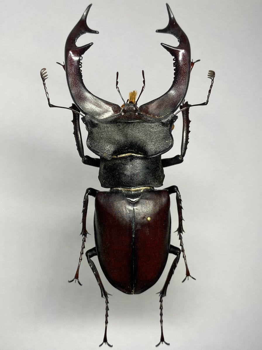 ヨーロッパミヤマクワガタ♂特大標本 昆虫標本】南フランス産 ヨーロッパミヤマクワガタ Lucanus cervus