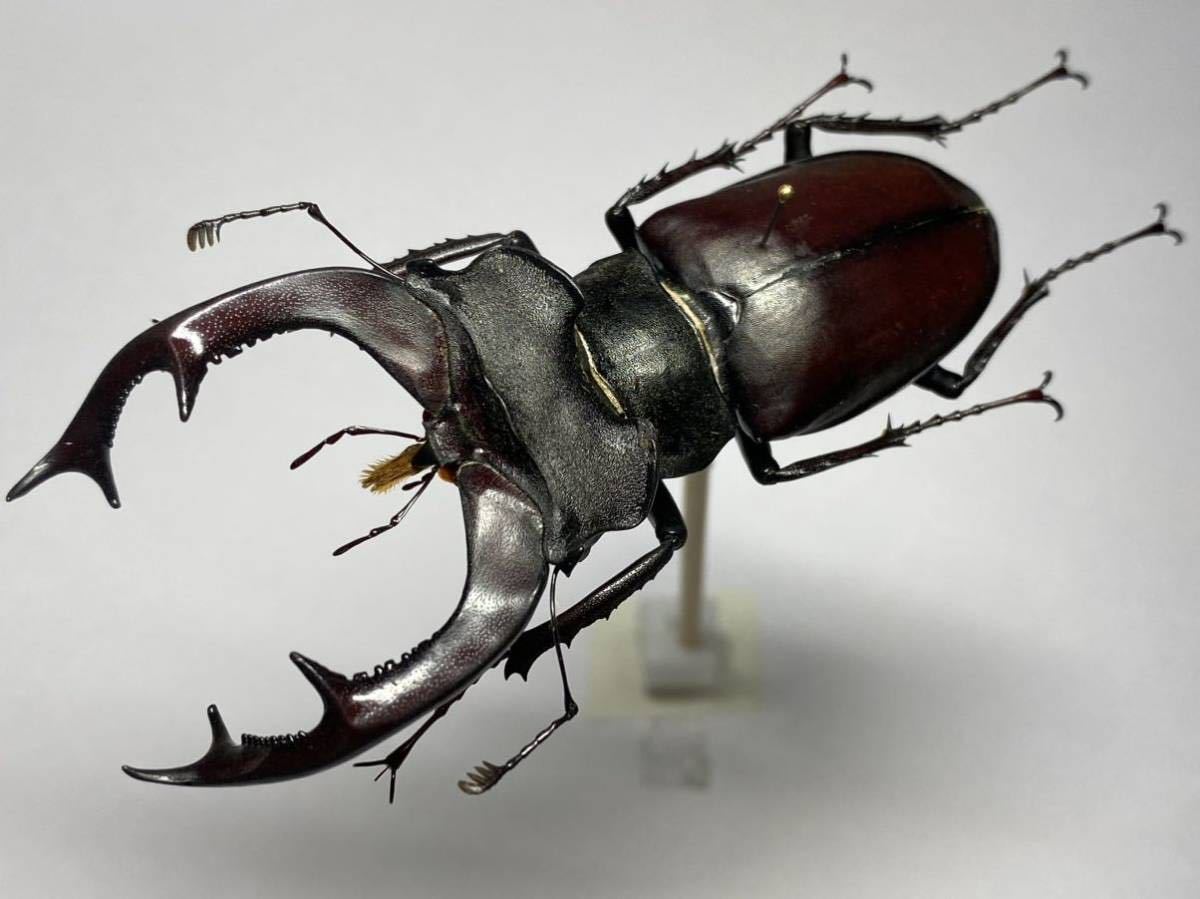 昆虫標本】南フランス産 ヨーロッパミヤマクワガタ Lucanus cervus