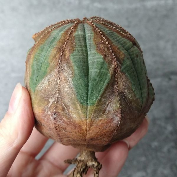 【B4163】巨大オールド株！！【極上特選大株！！】ユーフォルビア オベサ Euphorbia obesa ( 検索 アガベ パキポディウム 多肉植物 )