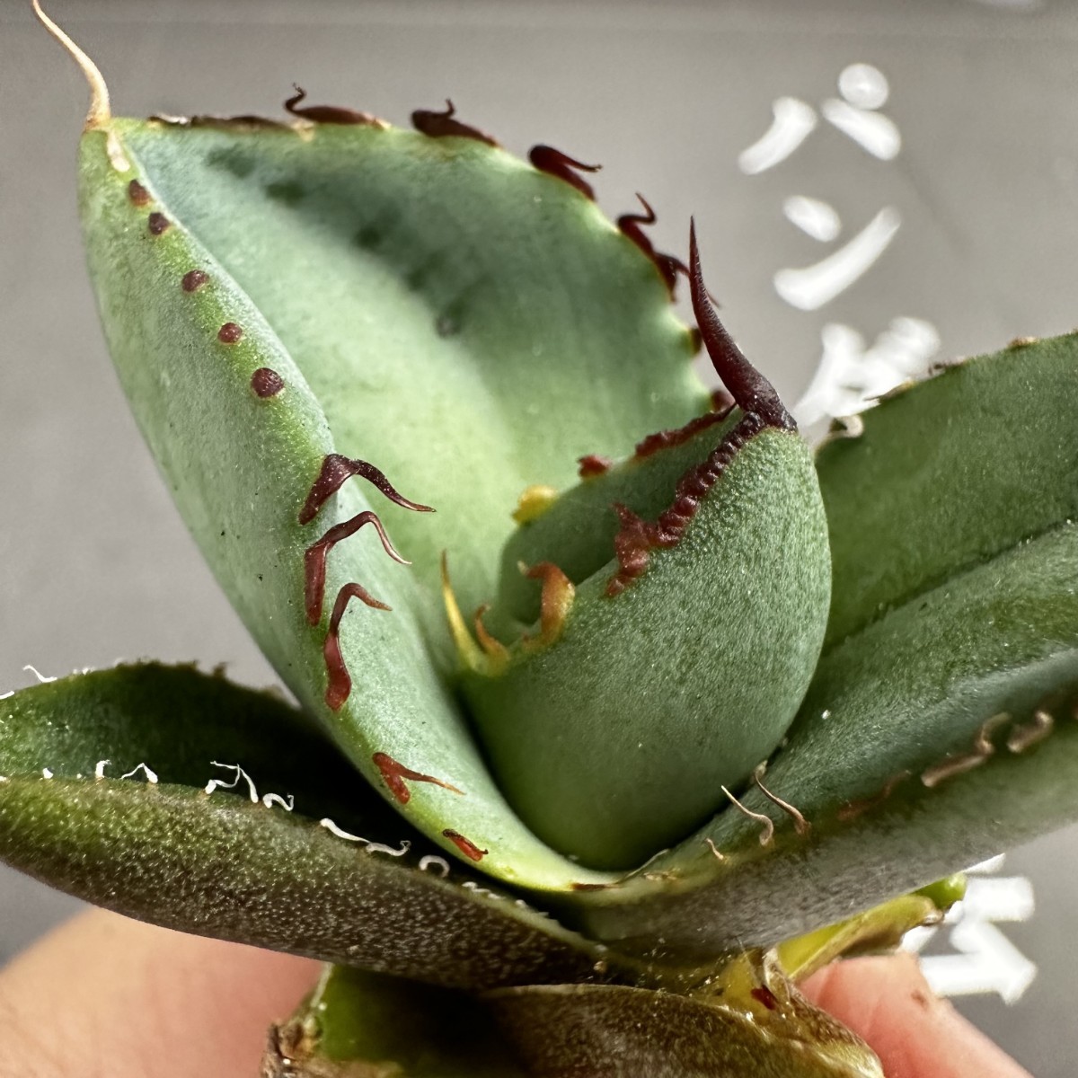P59 【パンダ園芸】アガベ チタノタ ジャガーノート 純血 / Agave titanota 'Juggernaut' pure blood メリクロン株 発根済み 