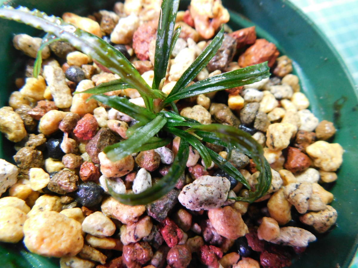  1183TN289 自家栽培 水草 ブセファランドラ Bucephalandra sp. Nanga Pinoh Selatan②(水草)｜売買されたオークション情報、yahooの商品情報をアーカイブ公開 - オークファン その他