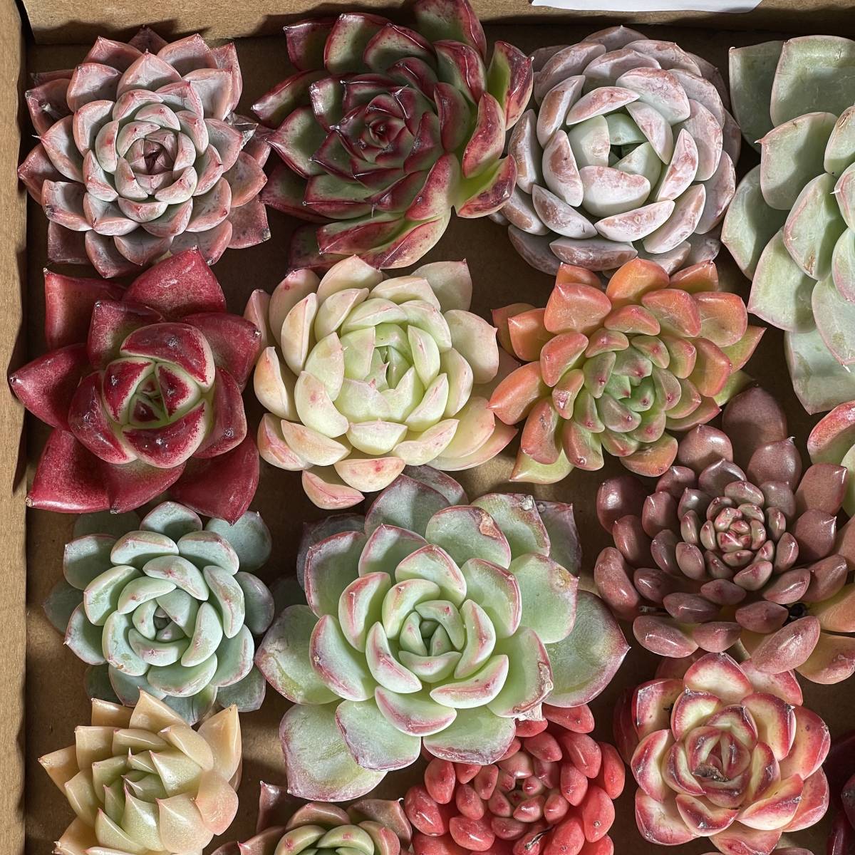 49株　G131+G132　多肉植物 エケベリア属　Echeveria DC 　ベンケイソウ科　交雑種類　超美苗 サボ テン 観葉植物 花 レア種 49株セット