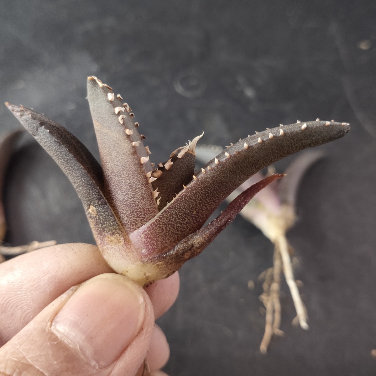 多肉植物 アガベチタノタ 狼人 極上子株 アガベ・チタノタ ｜Agave 
