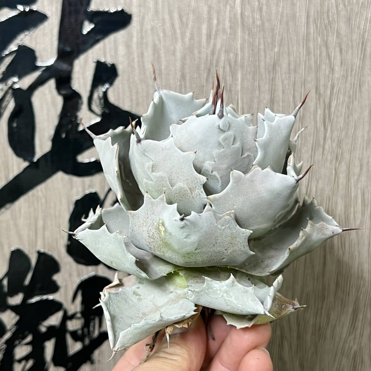 アガベ白銀カブト アガベ白銀カブト