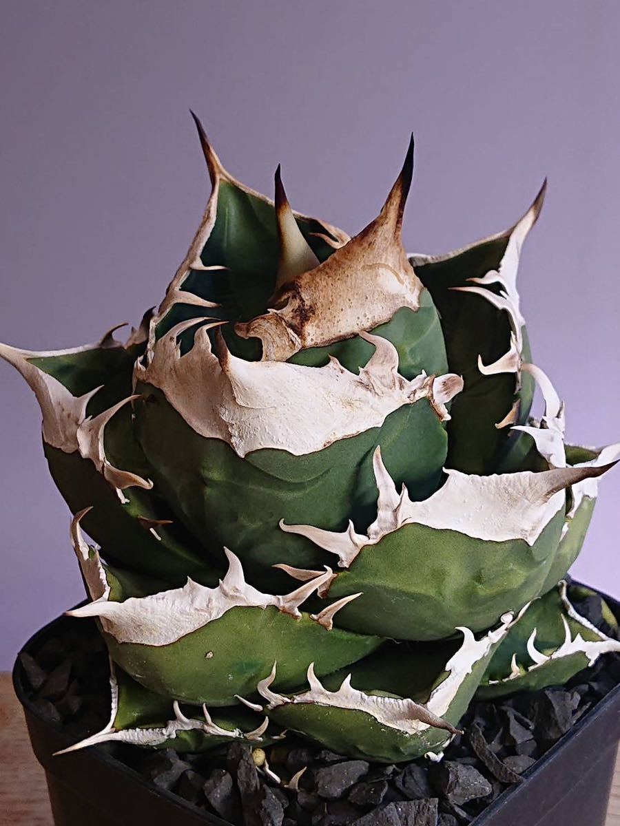 アガベ チタノタ 南アフリカダイヤモンドAgave titanota South Africa